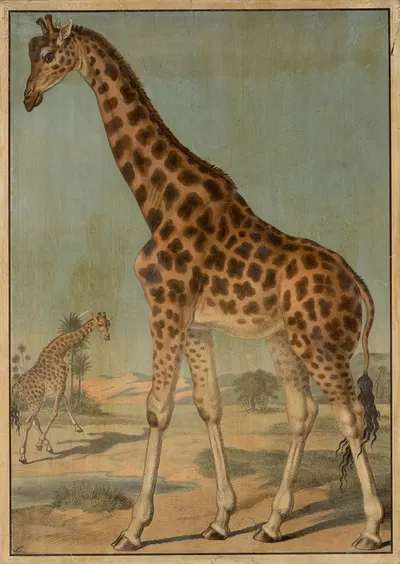 Giraffe by Emil Sachsse, 1888 — digital art print download