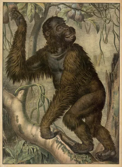Gorilla by Emil Sachsse, 1895 — digital art print download