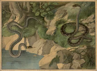 Grass snake and viper by Emil Sachsse, 1884 — digital art print download