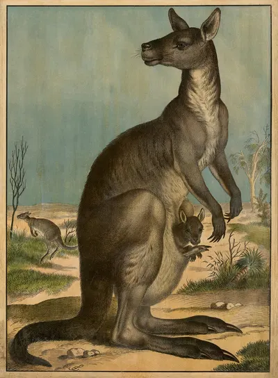 Kangaroo by Emil Sachsse, 1910 — digital art print download