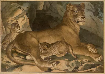 Lion and lioness by Emil Sachsse, 1888 — digital art print download
