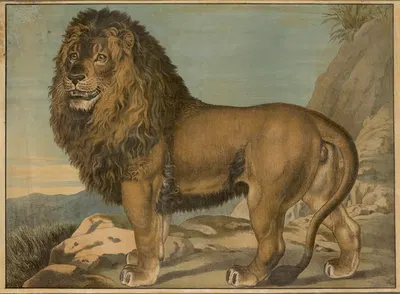 Lion by Emil Sachsse, 1884 — digital art print download