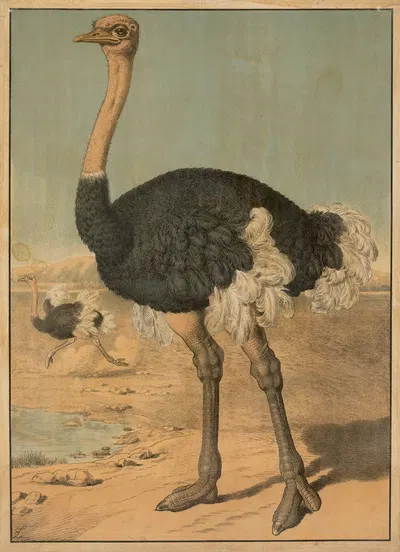 Ostrich by Emil Sachsse, 1884 — digital art print download