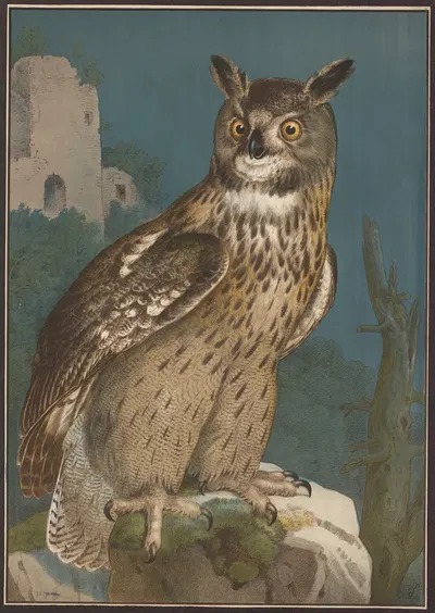 Owl by Emil Sachsse, 1910 — digital art print download