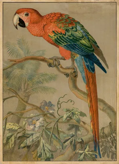 Parrot by Emil Sachsse, 1888 — digital art print download