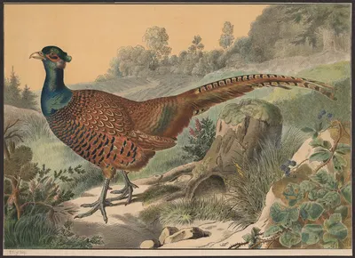 Pheasant by Emil Sachsse, 1884 — digital art print download