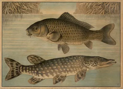 Pike and Carp by Emil Sachsse, 1895 — digital art print download