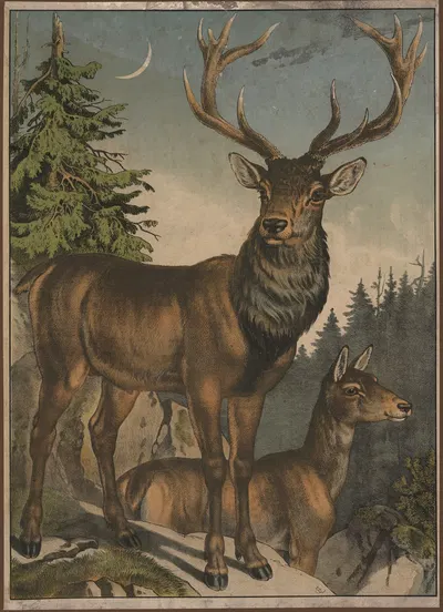 Red deer by Emil Sachsse, 1884 — digital art print download