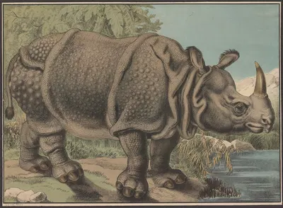 Rhinoceros by Emil Sachsse — digital art print download