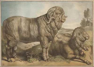 Sheep by Emil Sachsse, 1884 — digital art print download