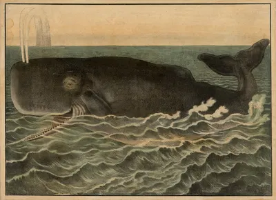 Sperm whale by Emil Sachsse, 1884 — digital art print download