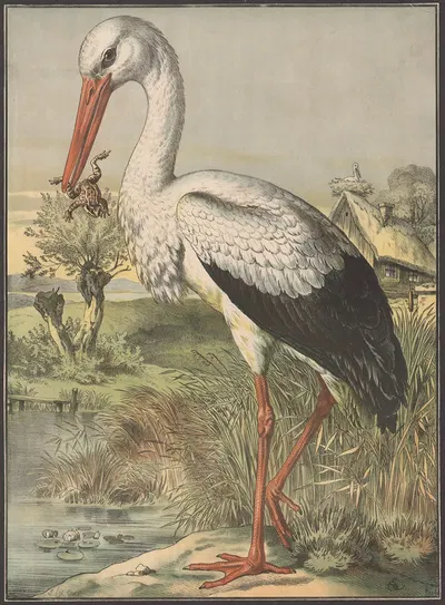 Stork by Emil Sachsse, 1884 — digital art print download