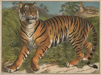 Tiger by Emil Sachsse, 1905 — digital art print download