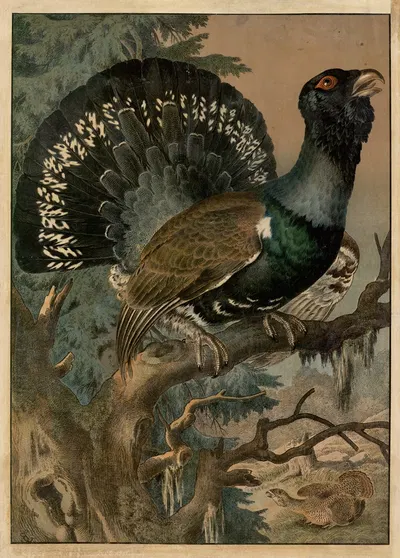 Urhøne by Emil Sachsse, 1888 — digital art print download