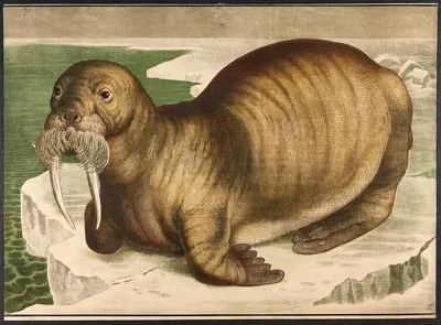 Walrus by Emil Sachsse, 1883 — digital art print download