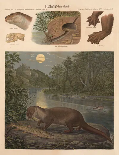 European otter by Albert Kull — digital art print download