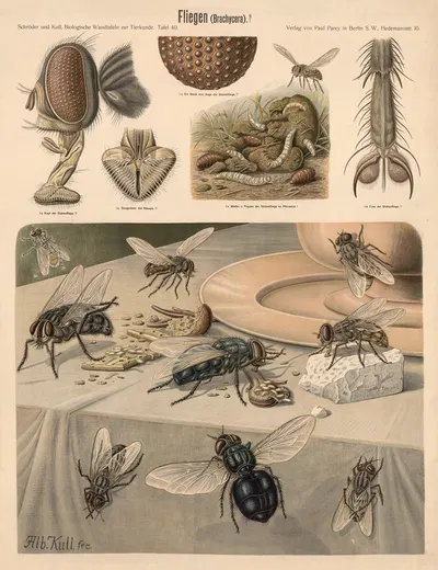 Flies by Albert Kull — digital art print download