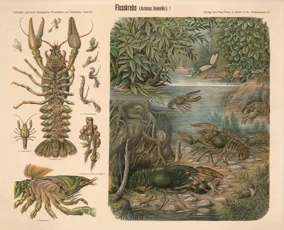 Crayfish by Albert Kull — digital art print download