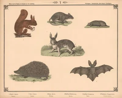 Egern, Hare, Rotte, Muldvarp, Pindsvin og Flagermus by Фредрик Сандберг, 1875 — digital art print download