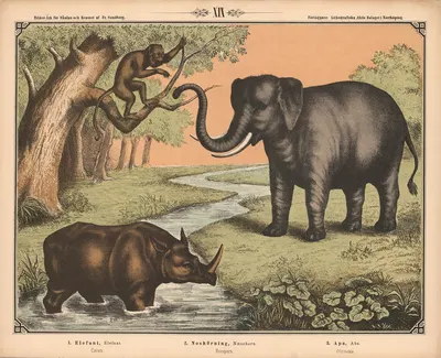Elefant, næsehorn og abe by Фредрик Сандберг, 1875 — digital art print download