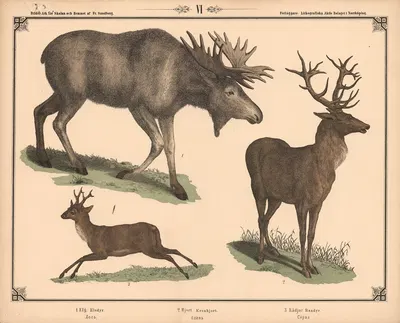 Elg, kronhjort og rådyr by Фредрик Сандберг, 1875 — digital art print download