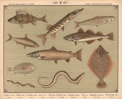 Fisk by Фредрик Сандберг, 1875 — digital art print download