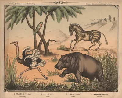 Flodhest, zebra, struds og papegøje by Фредрик Сандберг, 1875 — digital art print download