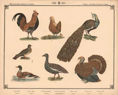 Hane, høne, påfugl, kalkun, due, gås og and by Фредрик Сандберг, 1875 — digital art print download