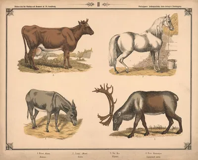 Hest, æsel, ko og rensdyr by Фредрик Сандберг, 1875 — digital art print download