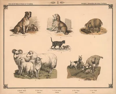Hund, kat, svin, får og ged by Фредрик Сандберг, 1875 — digital art print download
