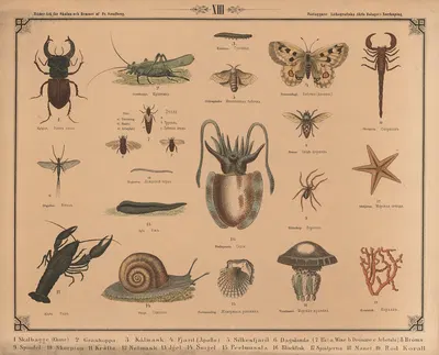 Insekter og kryb by Фредрик Сандберг, 1875 — digital art print download