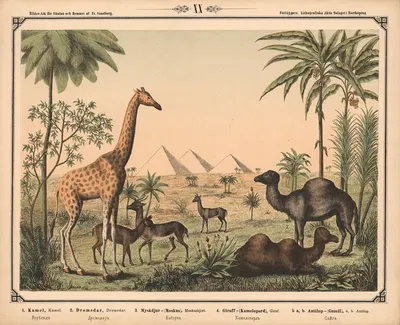Kamel, dromedar, moskushjort, giraf og antilope by Фредрик Сандберг, 1875 — digital art print download