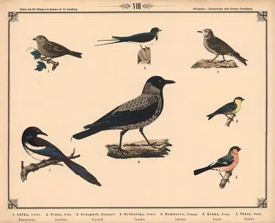 Lærke, svale, gråspurv, sisken, dompap, krage og skade by Фредрик Сандберг, 1875 — digital art print download