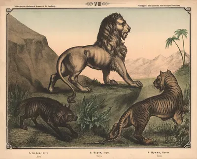 Løve, tiger og hyæne by Фредрик Сандберг, 1875 — digital art print download
