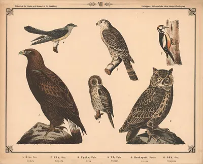 Ørn, høg, natugle, hornugle, spætte, gøg by Фредрик Сандберг, 1875 — digital art print download