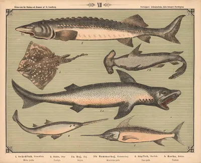 Rovfisk by Фредрик Сандберг, 1875 — digital art print download