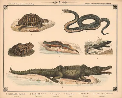 Skildpadde, krokodille, firben, slange, tudse og salamander by Фредрик Сандберг, 1875 — digital art print download