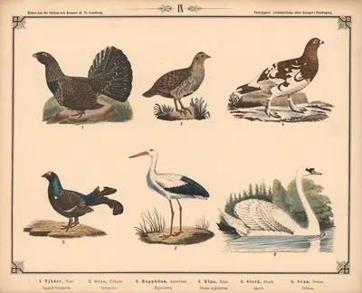 Tjur, urhane, agerhøne, rype, stork og svane by Фредрик Сандберг, 1875 — digital art print download
