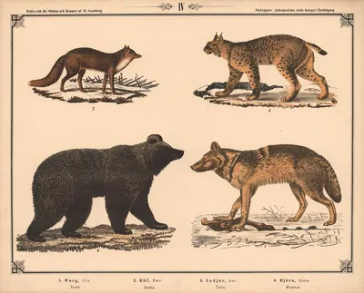 Ulv, ræv, los og bjørn by Фредрик Сандберг, 1875 — digital art print download