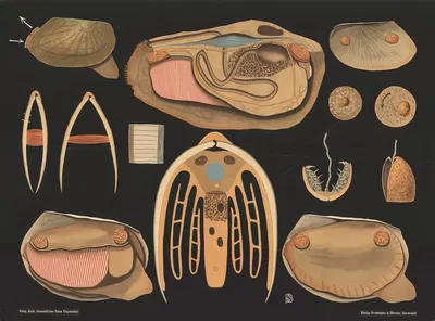 Duck mussel (Anodonta anatina) by Gottlieb von Koch, 1910 — digital art print download