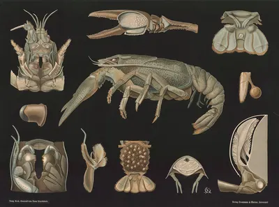 Crayfish (Astacus fluviatilis) by Gottlieb von Koch, 1910 — digital art print download