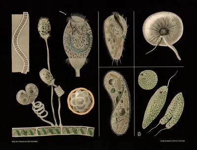 Ciliates (Vorticella. Paramecium. Stylonichia, Euglena, Noctiluca) by Gottlieb von Koch, 1910 — digital art print download