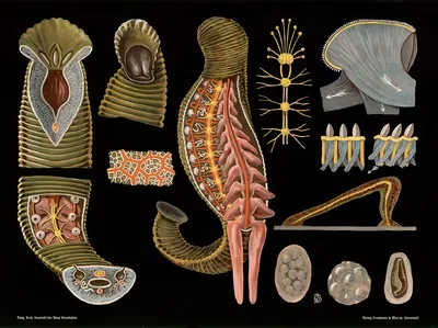 Medicinal leech (Hirudo medicinalis) by Gottlieb von Koch, 1910 — digital art print download