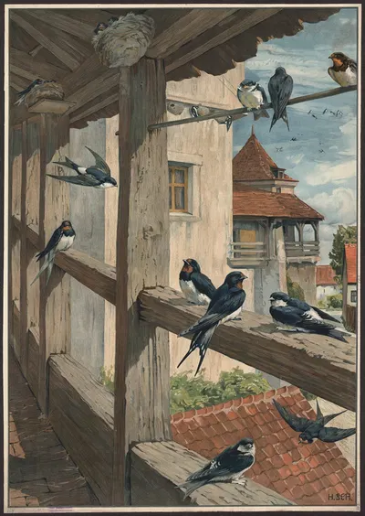Barn swallow by Hans Schmidt, 1913 — digital art print download