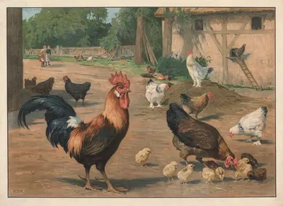 Chickens by Hans Schmidt, 1910 — digital art print download