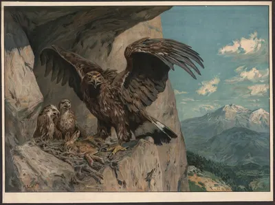 Eagle by Hans Schmidt, 1910 — digital art print download