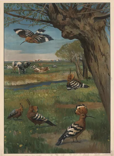 Eurasian hoopoe by Hans Schmidt, 1913 — digital art print download