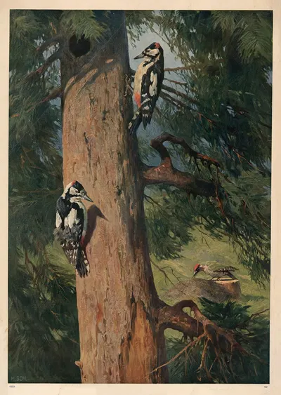 Great spotted woodpecker and green woodpecker by Hans Schmidt, 1910 — digital art print download