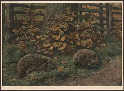 Hedgehog by Hans Schmidt, 1911 — digital art print download