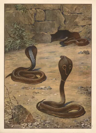 Indian cobra by Hans Schmidt, 1910 — digital art print download